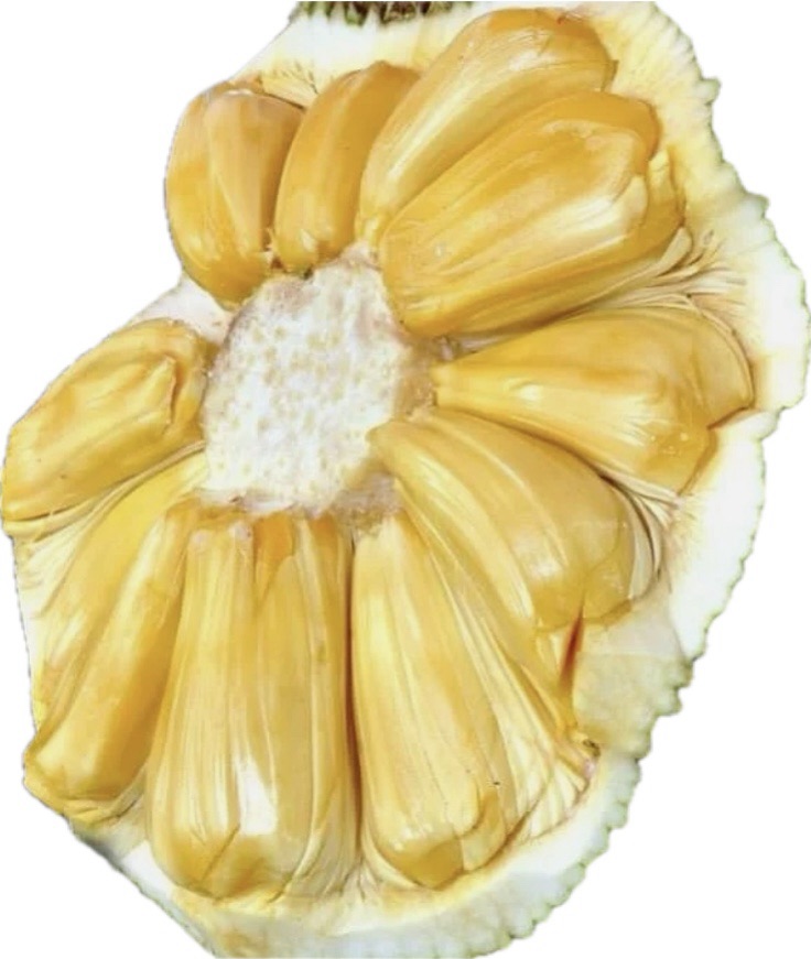 Jack fruits are anti-cancerous