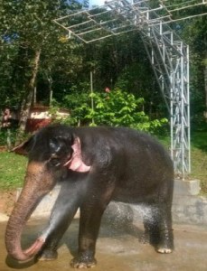 Jumbo showers at Konni 