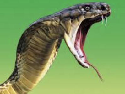 Snakes