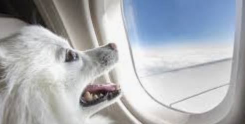 World’s first Dog’s First-class air travel 