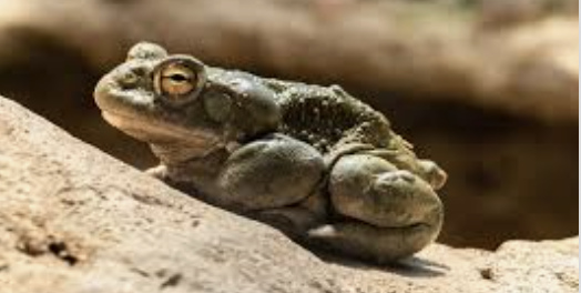 Psychedelic drug 5-MeO-DMT, found in the Sonoran desert toads
