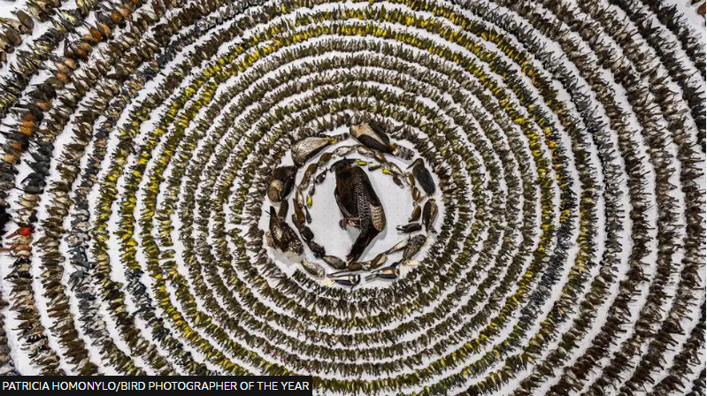 Bird photographer of the year
