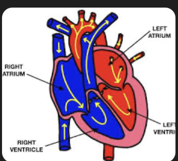 MRI scan to predict 10 years before they have a heart attack