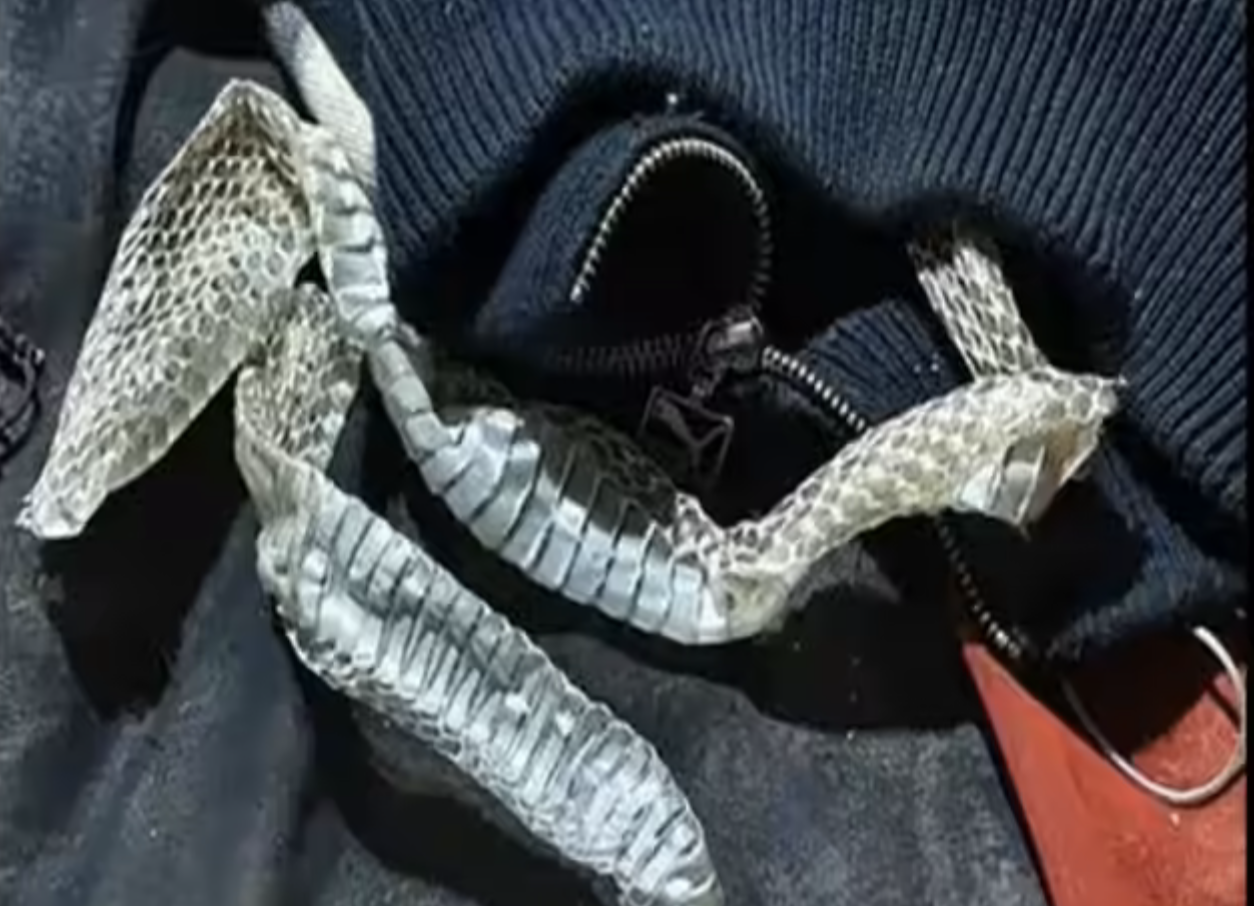 Woman transforms into a snake to avoid arranged marriage